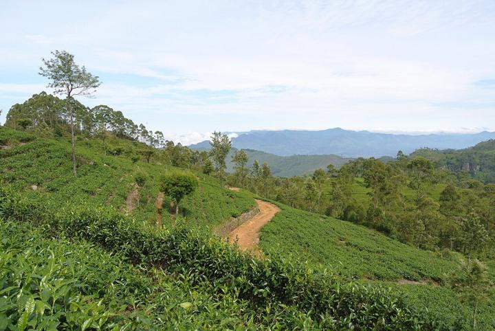 Kandyan Heritage, Tea Country & Southern Shores destination photograph