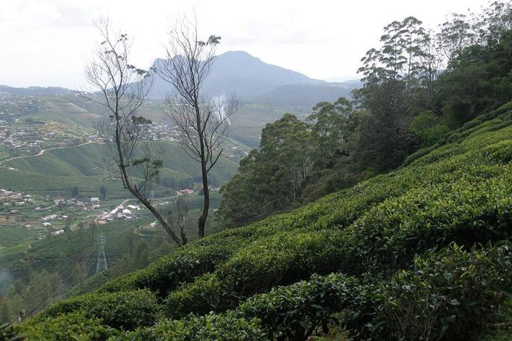 Ancient Kingdoms, Tea Country & Southern Shores destination photograph