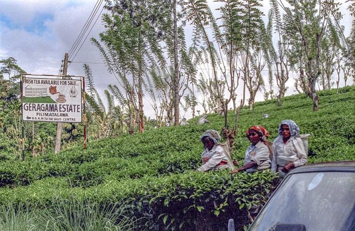 Ancient Kingdoms, Tea Country & Southern Shores destination photograph
