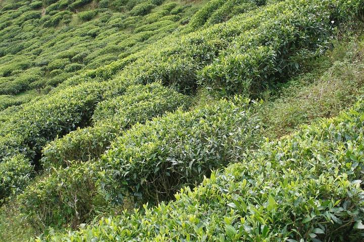 Kandyan Heritage, Tea Country & Colombo Highlights destination photograph