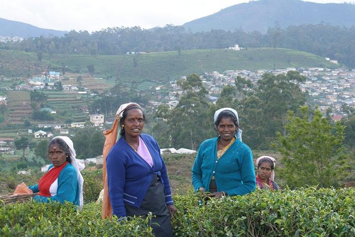 Kandyan Heritage, Tea Country & Southern Shores destination photograph