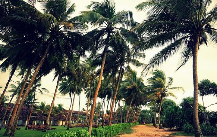 Kandyan Heritage, Tea Country, Wildlife Safari & Southern Shores destination photograph