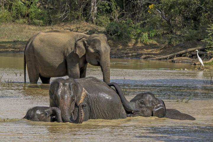 Kandyan Heritage, Tea Country, Wildlife Safari & Southern Shores destination photograph