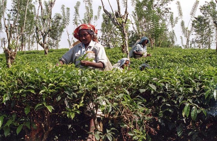 Kandyan Heritage, Tea Country, Wildlife Safari & Southern Shores destination photograph